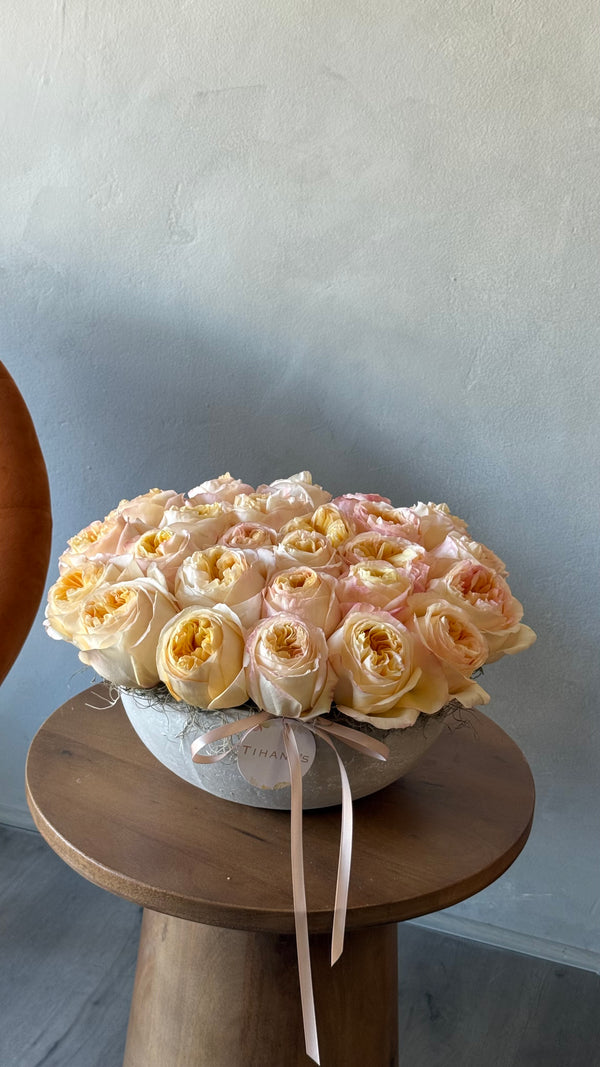 Set in Stone - Low and Lush Peach Garden Roses