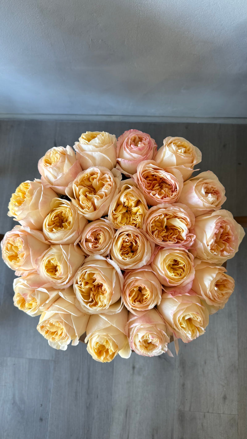 Set in Stone - Low and Lush Peach Garden Roses