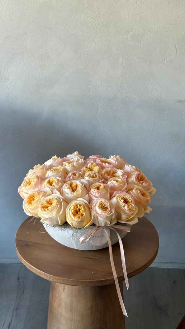 Set in Stone - Low and Lush Peach Garden Roses