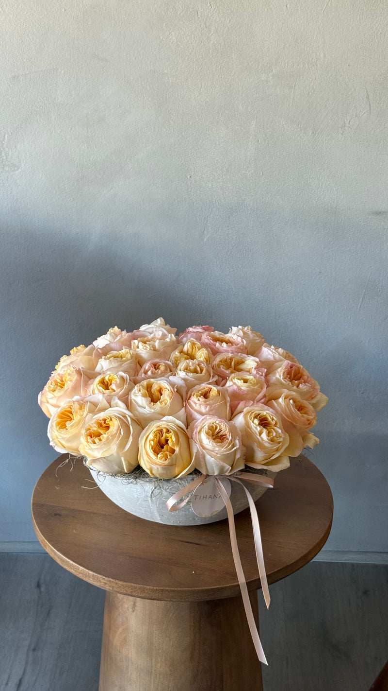 Set in Stone - Low and Lush Peach Garden Roses